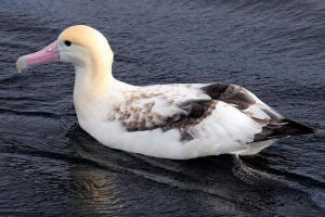 Biały albatros jest jednym z największych ptaków świata Biały albatros jest jednym z największych ptaków świata